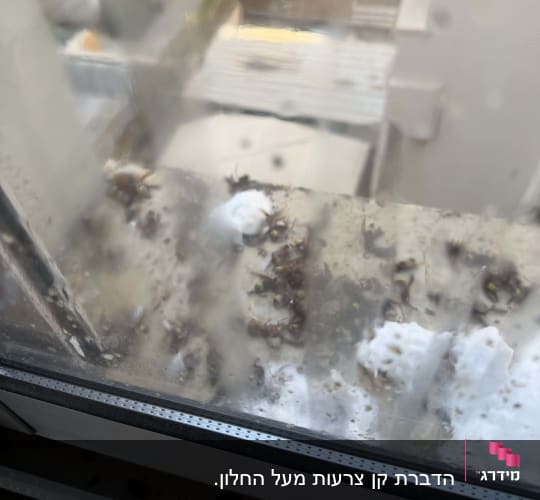 תוצאת הדברת צרעות בקצף הדברה על אדן חלון